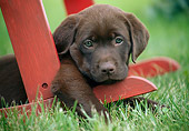 PUP 05 GR0206 01
Chocolate Labrador Retriever Puppy Laying On Leg Of Chair
