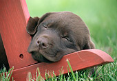 PUP 05 GR0207 01
Chocolate Labrador Retriever Puppy Sleeping On Leg Of Chair