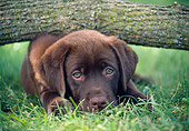 PUP 05 GR0213 01
Chocolate Labrador Retriever Puppy Laying On Grass Under Log