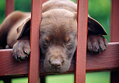 PUP 05 GR0217 01
Chocolate Labrador Retriever Puppy Sleeping On Outdoor Chair