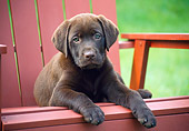 PUP 05 GR0218 01
Chocolate Labrador Retriever Puppy Laying On Outdoor Chair