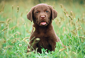 PUP 05 GR0220 01
Chocolate Labrador Retriever Puppy Sitting In Field