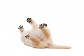 PUP 05 JE0006 01
Yellow Labrador Retriever Puppy Rolling On White Seamless