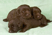 PUP 05 JE0009 01
Three Chocolate Labrador Retriever Puppies Laying On Towel