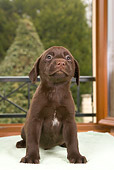 PUP 05 JE0010 01
Chocolate Labrador Retriever Puppy Sitting On Towel