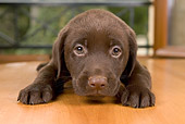 PUP 05 JE0011 01
Close-Up Of Chocolate Labrador Retriever Puppy Laying On Harwood Floor