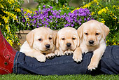 PUP 05 JE0017 01
Three Yellow Labrador Retriever Puppies Resting On Owner's Leg In Garden