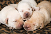PUP 05 JE0020 01
Three Yellow Labrador Retriever Puppies Sleeping On Blanket