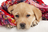PUP 05 JE0026 01
Yellow Labrador Retriever Puppy Wrapped In Scarf On White Seamless
