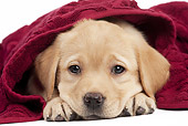 PUP 05 JE0027 01
Yellow Labrador Retriever Puppy Wrapped In Red Towel On White Seamless