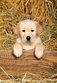 PUP 05 KH0004 01
Yellow Labrador Retriever Puppy Leaning Over Wooden Panel