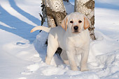PUP 05 LS0015 01
Yellow Labrador Retriever Puppy Standing In Snow By Birch Trees