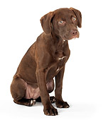PUP 05 MR0001 01
Chocolate Labrador Retriever Puppy Sitting On White Seamless