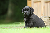 PUP 05 NR0026 01
Black Labrador Retriever Puppy Sitting On Grass