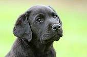 PUP 05 NR0027 01
Head Shot Of Black Labrador Retriever Puppy On Grass