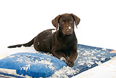 PUP 05 PE0001 01
Chocolate Labrador Retriever Puppy Laying On Destroyed Pillow On White Seamless