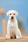 PUP 05 PE0002 01
Yellow Labrador Retriever Puppy Sitting On Mat