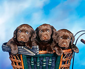 PUP 05 RK0001 04
3 Chocolate Labs Sitting In A Basket Facing Camera With
Blue Background