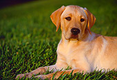 PUP 05 RK0029 02
Shoulder Shot Of Yellow Labrador Laying On Grass Facing Camera At Dusk