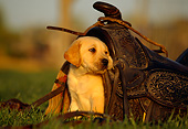 PUP 05 RK0046 06
Yellow Labrador Retriever Puppy Sitting Underneath Horse Saddle On Grass