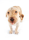PUP 05 RK0072 11
Yellow Labrador Retriever Puppy On White Seamless Studio