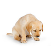 PUP 05 RK0093 01
Yellow Labrador Retriever Puppy Sitting On White Seamless