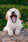 PUP 05 RK0094 01
Yellow Labrador Retriever Puppy Leaning On Log By Flowers Yawning