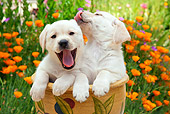 PUP 05 RK0105 01
Yellow Labrador Retriever Puppies Sitting In Flower Pot In Garden