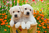 PUP 05 RK0106 01
Yellow Labrador Retriever Puppies Sitting In Flower Pot In Garden