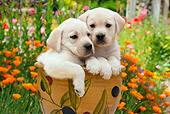 PUP 05 RK0107 01
Yellow Labrador Retriever Puppies Sitting In Flower Pot In Garden