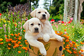 PUP 05 RK0108 01
Yellow Labrador Retriever Puppies Sitting In Flower Pot In Garden