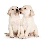 PUP 05 RK0111 01
Yellow Labrador Retriever Puppies Kissing On White Seamless