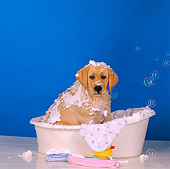 PUP 05 RS0012 05
Yellow Labrador Retriever Puppy Taking A Bath Blue Background