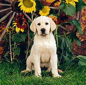 PUP 05 RS0020 01
Yellow Labrador Retriever Puppy Sitting On Grass By Sunflowers Wagon Wheel