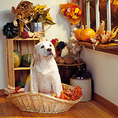 PUP 05 RS0028 01
Yellow Labrador Retriever Puppy Sitting In Basket Of Fall Leaves