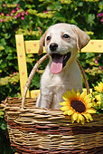 PUP 05 SJ0001 01
Yellow Labrador Retriever Puppy Sitting In Wicker Basket With Sunflowers