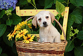 PUP 05 SJ0002 01
Yellow Labrador Retriever Puppy Sitting In Wicker Basket With Sunflowers