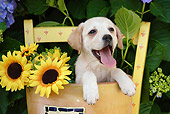 PUP 05 SJ0003 01
Yellow Labrador Retriever Puppy Sitting In Flower Pot With Sunflowers