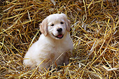 PUP 05 SJ0004 01
Yellow Labrador Retriever Puppy Sitting In Flower Pot With Sunflowers