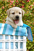PUP 05 SJ0005 01
Yellow Labrador Retriever Puppy Sitting In White Basket