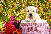 PUP 05 SJ0006 01
Yellow Labrador Retriever Puppy Sitting In Wicker Basket By Flowers