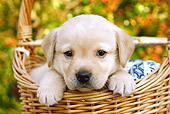 PUP 05 SJ0007 01
Yellow Labrador Retriever Puppy Sitting In Wicker Basket In Garden