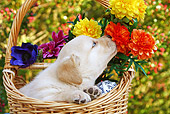 PUP 05 SJ0008 01
Yellow Labrador Retriever Puppy Sitting In Wicker Basket Smelling Flowers
