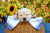 PUP 05 SJ0009 01
Yellow Labrador Retriever Puppy Sleeping In Wicker Basket By Sunflowers