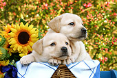 PUP 05 SJ0010 01
Yellow Labrador Retriever Puppies Sitting In Wicker Basket By Sunflowers