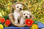 PUP 05 SJ0011 01
Yellow Labrador Retriever Puppies Sitting In Basket By Flowers