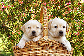 PUP 05 SJ0012 01
Yellow Labrador Retriever Puppies Sitting In Basket In Garden