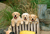 PUP 05 CE0004 01
Three Yellow Labrador Retriever Puppies Sitting In Wooden Crate At Dock