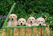 PUP 05 CE0005 01
Four Yellow Labrador Retriever Puppies Sitting In Cart By Shrubs