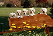 PUP 05 CE0007 01
Five Yellow Labrador Retriever Puppies Sitting In Wheelbarrow By Yellow Flowers